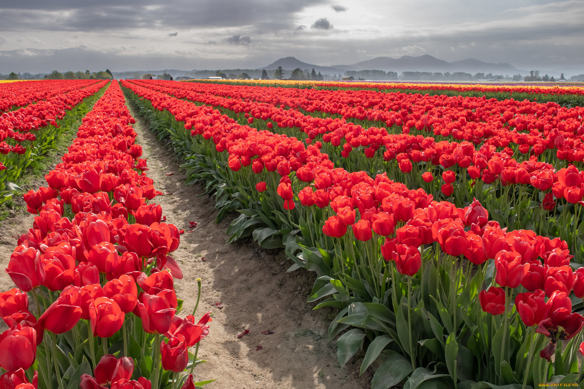 �����, ��������